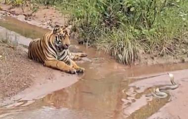 Tadoba Andhari Tiger Reserve: ताडोबा अंधारी व्याघ्र प्रकल्पात वाघ आणि कोब्रा आमनेसामने (Watch Video)