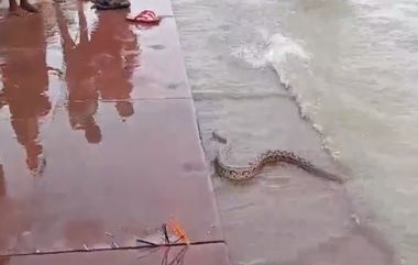 Russell's Viper Snakes At Ganga Ghat Video: भागलपूरच्या गंगाघाटावर दिसले 2 रसेल वायपर, प्राणघातक साप पाहून लोक घाबरले