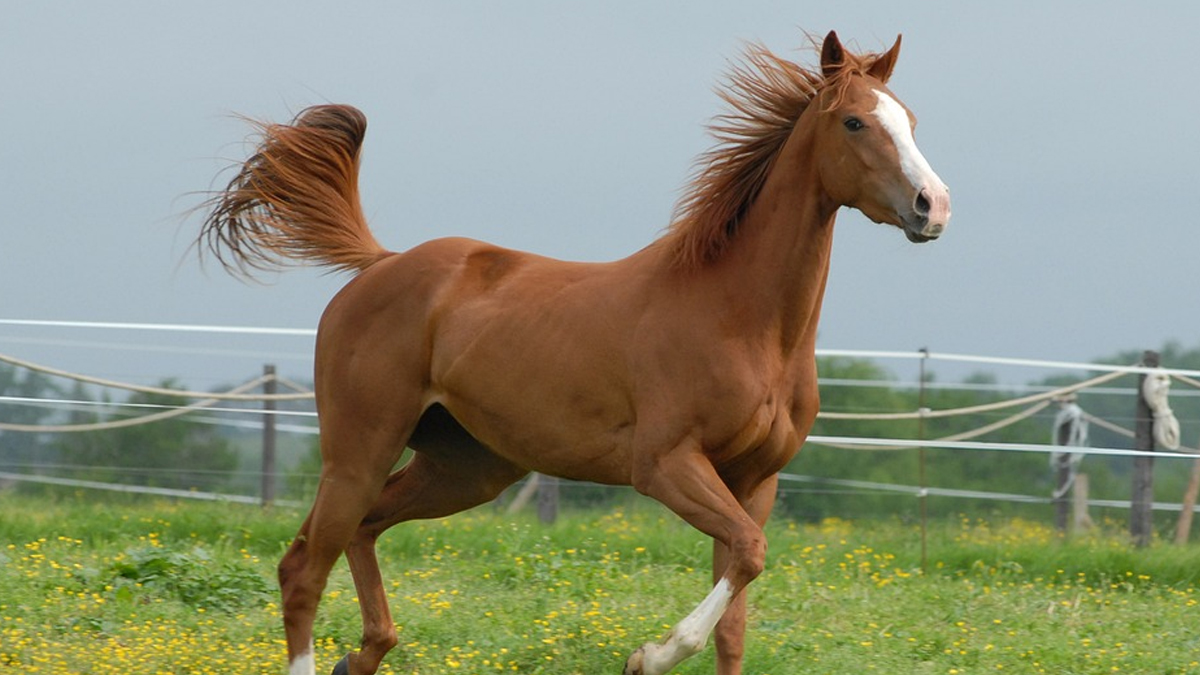 Eastern Equine Encephalitis Virus: अमेरिकेत घोड्यांमुळे होत आहे जीवघेणा आजार, विषाणूच्या संसर्गामुळे होत आहे न्यूरोलॉजिकल समस्या