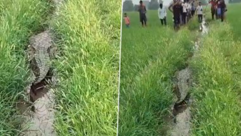 Crocodile Spotted In Field Video: उत्तर प्रदेशातील चांदौली येथे शेतात दिसली 12 फूट लांबीची मगर, अथक प्रयत्नानंतर मगरीला पकडण्यात यश