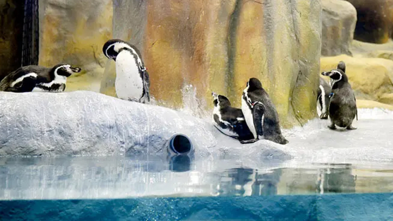 Rani Baug Penguin Maintenance: मुंबईच्या राणी बागेतील पेंग्विनचा खर्च वाढला; देखभालीसाठी मागवली 20 कोटींची निविदा