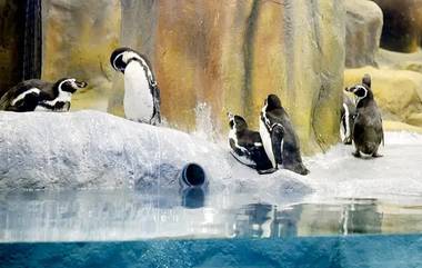 Rani Baug Penguin Maintenance: मुंबईच्या राणी बागेतील पेंग्विनचा खर्च वाढला; देखभालीसाठी मागवली 20 कोटींची निविदा