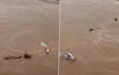 Cows Thrown Into River: मध्य प्रदेशातील धक्कादाक प्रकार; 50 गायी पूर आलेल्या नदीत फेकल्या, 20 गायींचा दुर्दैवी मृत्यू