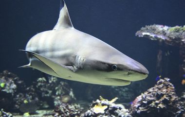 Jamaica Shark Attack: मॉन्टेगो खाडी पोहण्यासाठी गेलेल्या 16 वर्षीय मुलाचा शार्क हल्ल्यात मृत्यू