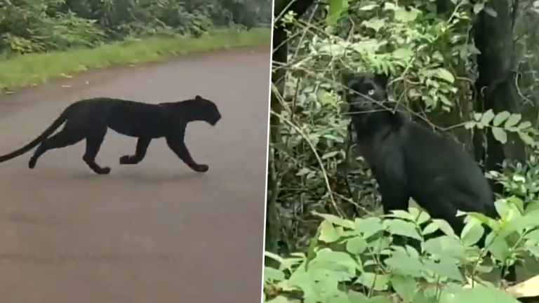 Black Panther Spotted In Guhagar: गुहागरच्या पिंपर परिसरात दिसला 'ब्लॅक पँथर'; पहा व्हिडिओ