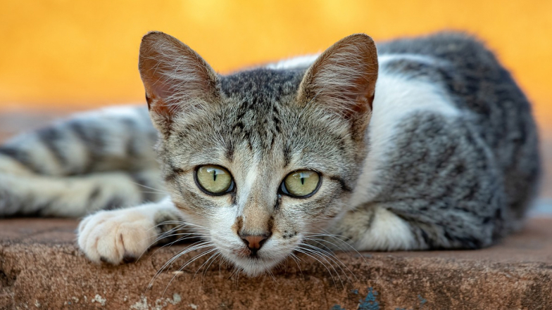 Cat Bite Takes Life in Karnataka: पाळीव मांजर चावल्यामुळे महिलेचा मृत्यू; कर्नाटकातील शिवमोग्गा येथील घटना