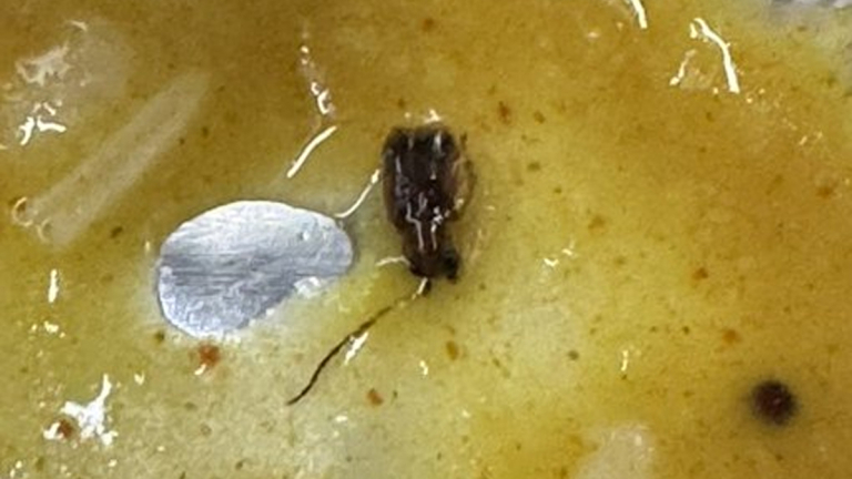 Cockroach Found in Meal on Train: वंदे भारत एक्स्प्रेस ट्रेनमध्ये प्रवाशाला जेवणात आढळला झुरळ, तक्रार दाखल (Watch Video)