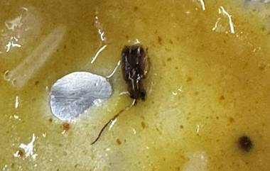 Cockroach Found in Meal on Train: वंदे भारत एक्स्प्रेस ट्रेनमध्ये प्रवाशाला जेवणात आढळला झुरळ, तक्रार दाखल (Watch Video)