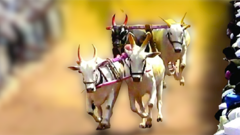 Bail Pola 2024: यंदा बैलपोळा कोणत्या तारखेला? जाणून घ्या, महत्व, पूजा विधीसह संपूर्ण माहिती