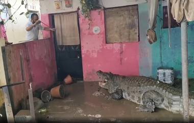 Crocodile Rescued From Vadodara: नागरी वस्तीत आढळली 15 फूट लांब जीवंत मगर; गुजरातमध्ये मुसळधार पाऊस, वडोदरा येथे पूरस्थिती (Watch)