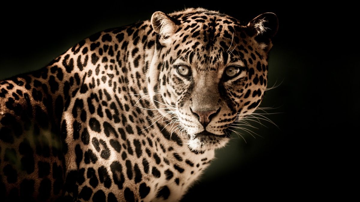 Jalgaon Leopard Attack : बिबट्याच्या हल्ल्यात 7 वर्षाच्या मुलाचा मृत्यू; आईच्या हातातून नेले हिसकावून