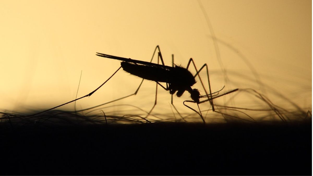 World Mosquito Day 2024: जागतिक मच्छर दिन, डेंग्यू आजार, त्याची भारतातील स्थिती घ्या जाणून