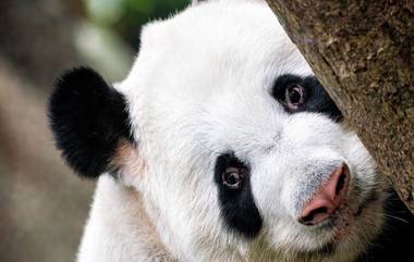 Hong Kong मध्ये 19 वर्षीय Giant Panda ने दिला जुळ्यांना जन्म; ठरली जगात सर्वात जास्त वयाची First Time Panda Mom!