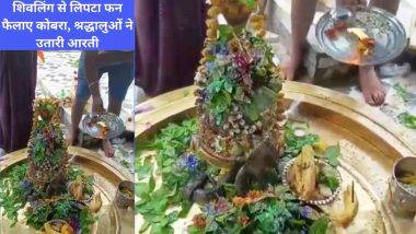 Shivling Snake Viral Video: झाशीच्या केदारेश्वर मंदिरात श्रावणात महिन्यात केदारेश्वर मंदिरात शिवलिंग भोवती दिसला नाग, विलक्षण दृश्य पाहून व्हाल चकित