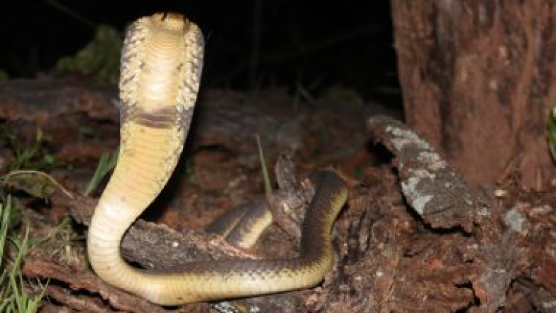 King Cobra Viral Video: धोकादायक किंग कोब्राशी लहान मुलाची मैत्री, किंग कोब्रासोबत खेळण्यासारखे खेळताना दिसला लहान मुलगा