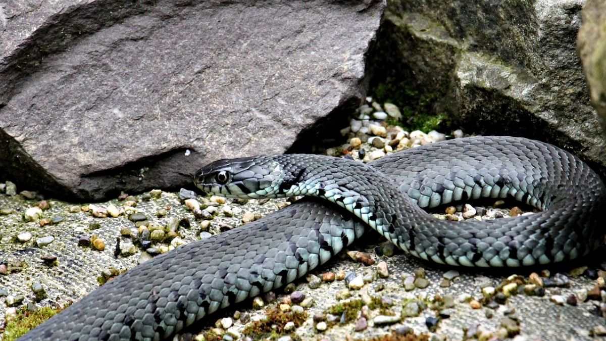 Snake Causes Power Outage in Virginia: सापामुळे अंधार, व्हर्जिनियामध्ये वीजपुरवठा खंडित; 11,700 ग्राहक प्रभावित