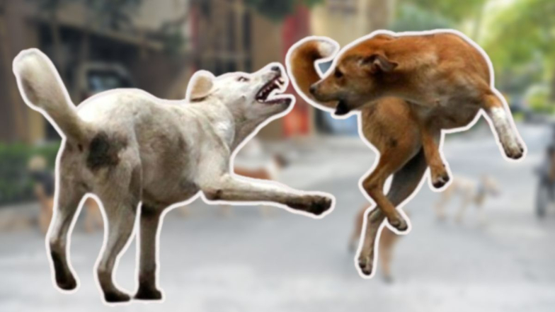 Virar Dog Attacked: विरारमध्ये पिसाळलेल्या कुत्र्यांची दहशत; एकाच दिवशी 28 जणांचा घेतला चावा