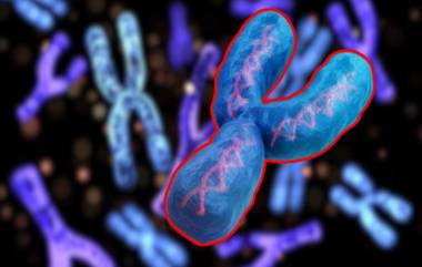 Y Chromosomes Are Shrinking:  वाय गुणसूत्र नाहीसे होईल? काय सांगतो संशोधकांचा अभ्यास? घ्या जाणून