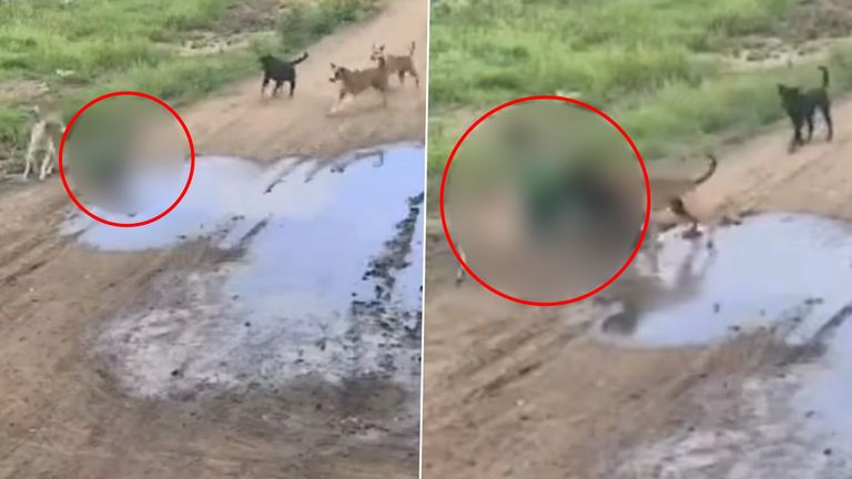 Pune Dog Attack Video: रस्त्यावर खेळत असताना भटक्या कुत्र्यांचा चिमुकल्या बाळावर हल्ला, थरारक घटनेचा व्हिडिओ व्हायरल