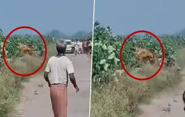 Up Tiger Attack Video: शौचास बसलेल्या तरुणावर वाघाचा खतरनाक हल्ला, गावकऱ्यांमध्ये घबराट, थरकाप उडवणारा व्हिडिओ व्हायरल