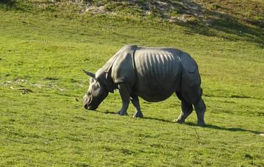 Kaziranga National Park: आसाममधील काझीरंगा राष्ट्रीय उद्यान 1 ऑक्टोबरपासून पर्यटकांसाठी खुले