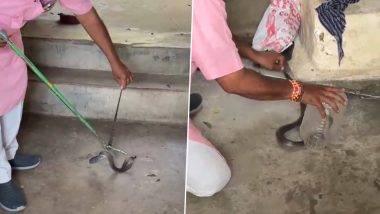 Cobra Spotted Hiding In Almirah: जबलपूरमधील घराच्या कपाटात सापडला 3 फूट लांब कोब्रा, येथे पाहा व्हिडीओ