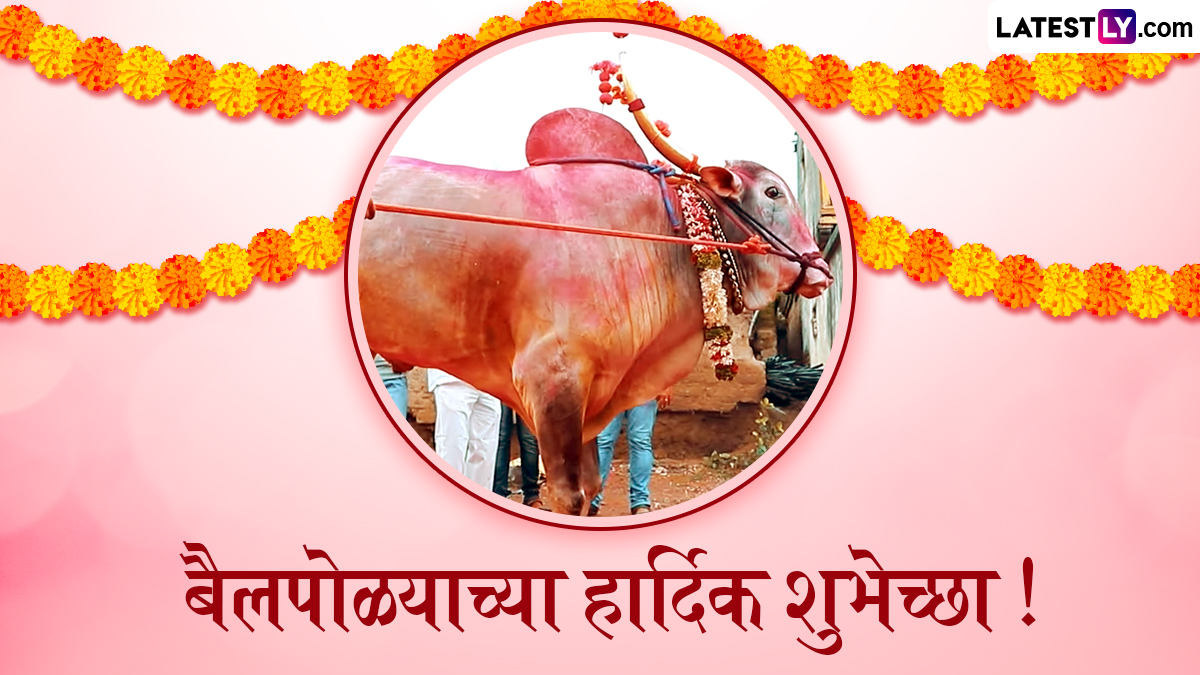 बैल पोळा 2026: शेतकऱ्यांचा कृतज्ञता सण, महाराष्ट्रात 10 सप्टेंबर रोजी उत्साहात साजरा होणार!
