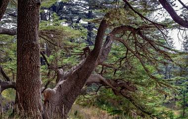 3,000 Year old Cedar Tree Collapsed: शानशान वादळामुळे जपानमध्ये हाहाकार; 3,000 वर्ष जुने देवदार वृक्ष कोसळले