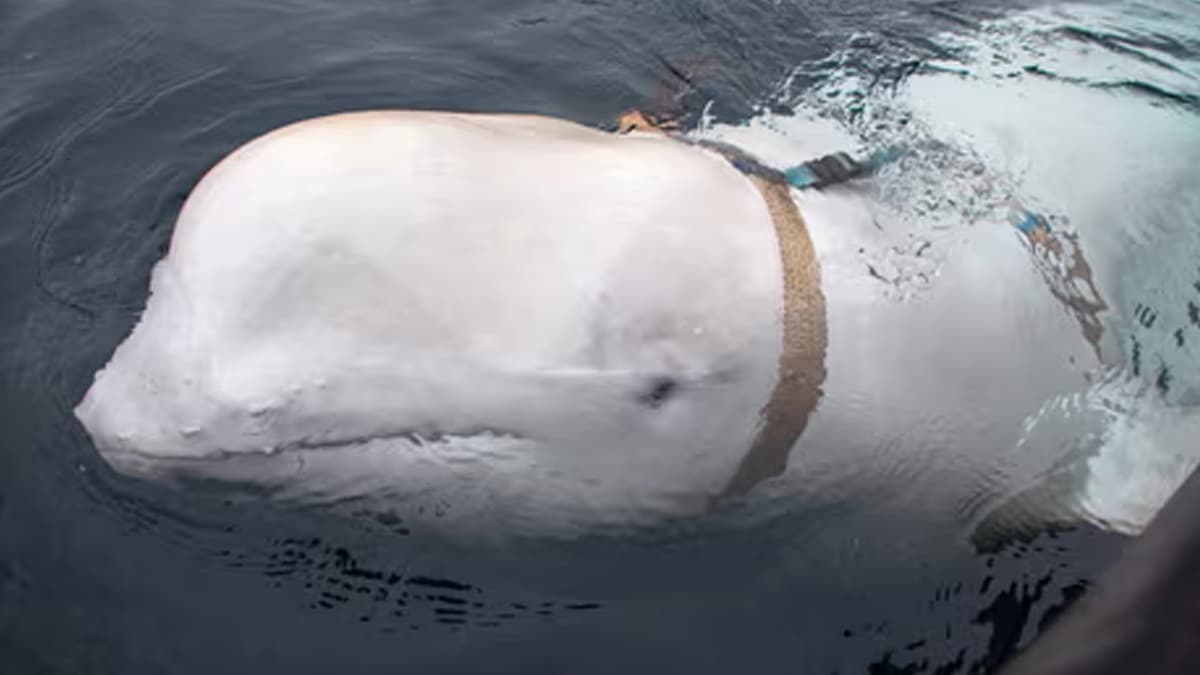 Russian Spy Whale Found Dead In Norway: रशियन गुप्तहेर समजल्या जाणाऱ्या व्हेलचा मृत्यू: नॉर्वेमध्ये सापडला मृतदेह