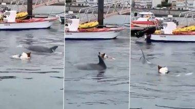 Dog Plays With Dolphin Viral Video: कुत्र्याने डॉल्फिनला पाहताच त्याच्याशी खेळण्यासाठी मारली पाण्यात उडी, पुढे जे झाले ते पाहून येईल हसू