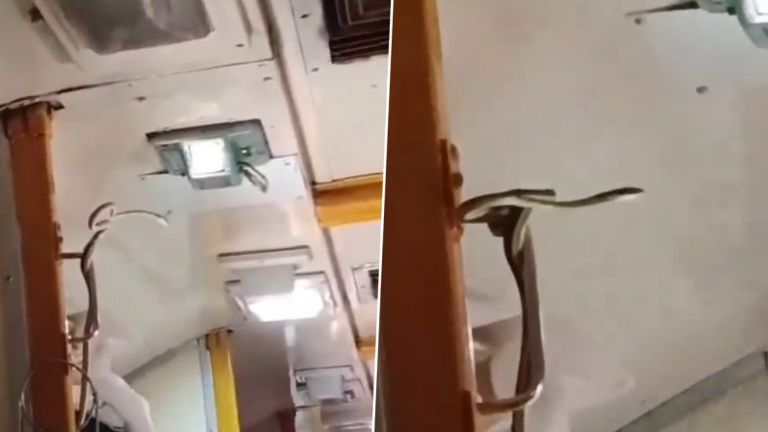 Snake on Garib Rath Express: जबलपूर-मुंबई ट्रेनच्या एसी कोचमध्ये दिसला विषारी साप; प्रवाशांमध्ये घबराट, व्हिडिओ व्हायरल (Watch)