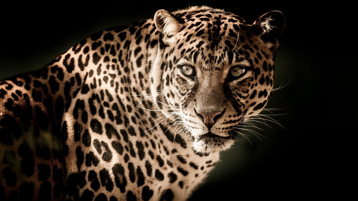 Leopard Attack in Pune: जुन्नर तालुक्यात बिबट्याच्या हल्ल्यात नऊ वर्षांच्या मुलाचा मृत्यू; तळवाडी येथील घटना