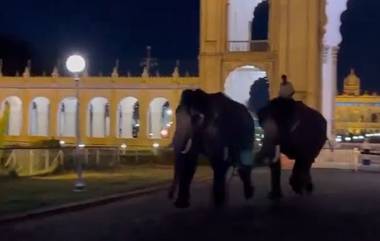 Mysore Palace Dussehra Elephants Viral Video: म्हैसूर पॅलेस मध्ये दसरा महोत्सवातील दोन हत्ती एकमेकांना भिडले; व्हिडिओ झाला वायरल (Watch Video)