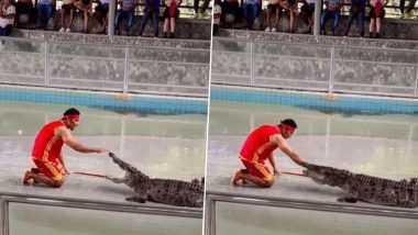 Man Putting Hand In Crocodile's Mouth Video: मगरीच्या तोंडात हात घालणे व्यक्तीला पडले महागात, घटनेचा व्हिडीओ व्हायरल