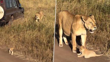 Lion Cub’s Adorable Video: सिंहाच्या शावकाचा अयशस्वी गर्जनेने इंटरनेटवर व्हिडीओ व्हायरल, पाहा