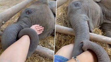 Baby Elephant Viral Video: छोट्या हत्तीने केअरटेकरचा हात आपल्या सोंडेने धरून केले प्रेम व्यक्त, येथे पाहा व्हिडीओ