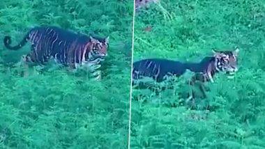 Melanistic Tiger Video: सिमिलिपाल व्याघ्र प्रकल्पात दिसला काळा वाघ, IFS अधिकारी सुशांत नंदा यांनी शेअर केला व्हिडिओ