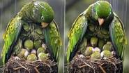 Mother Parrot Viral Video: पावसात भिजणाऱ्या पिलांचे रक्षण करणाऱ्या पोपटाचा भावनिक व्हिडीओ सोशल मीडियावर व्हायरल, पाहा