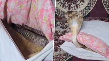 Viral Video: घराच्या सोफ्याच्या आत लपला होता किंग कोब्रा, पुढे जे झाले ते पाहून बसेल धक्का