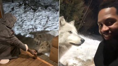 Wolves Viral Video: वाढदिवस साजरा करण्यासाठी जंगलात गेलेल्या जोडप्याला अनेक लांडग्यांनी घेरले, पुढे जे झाले ते पाहून बसेल धक्का, येथे पाहा व्हिडीओ