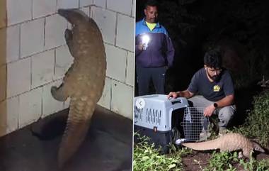 Pangolin Rescued in Pune: खडकवासला धरणावरील शौचालयात सुरक्षा रक्षकाला सापडला दुर्मिळ पँगोलिन (Watch Video)