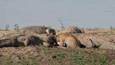 Crocodile vs Leopard Viral Video: शिकार हिकावण्यासाठी मगरीच्या घोळक्यात शिरला बिबट्या, पुढे जे झालं ते पाहून व्हाल चकित