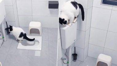 Cat Using Toilet: माणसांप्रमाणेच टॉयलेट वापरणाऱ्या मांजरीचा व्हिडीओ सोशल मीडियावर व्हायरल