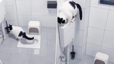 Cat Using Toilet: माणसांप्रमाणेच टॉयलेट वापरणाऱ्या मांजरीचा व्हिडीओ सोशल मीडियावर व्हायरल