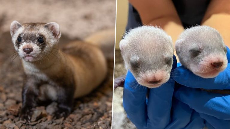 नामशेष प्रजाती Black-Footed Ferret 'अँटोनिया' ने 2 गोंडस पिलांना दिला जन्म, व्हिडीओ व्हायरल