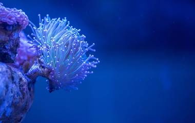 World's Largest Coral: सॉलोमन बेटांवर सापडले आतापर्यंतचे सर्वात मोठे प्रवाळ