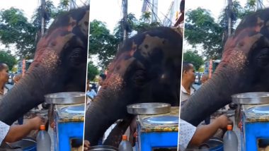 Elephant Viral Video: मसालेदार पाणीपुरीचा आनंद लुटतांना दिसला हत्ती, व्हिडीओ व्हायरल