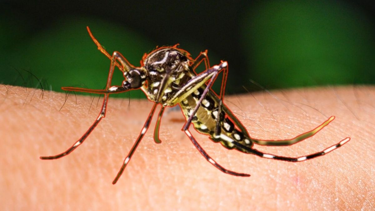 Japanese Encephalitis in Delhi: दिल्ली शहरात जपानी एन्सेफलायटीस रुग्णाची नोंद; अधिकाऱ्यांकडून उद्रेक नसल्याची पुष्टी