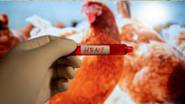 Canada First Human Bird Flu Case: कॅनडामध्ये H5N1 बर्ड फ्लूच्या पहिल्या मानवी प्रकरणाची पुष्टी; कोलंबियातील किशोरवयीन मुलाला लागण