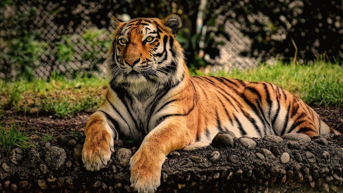Tiger Attacks: ताडोबा-अंधारी व्याघ्र प्रकल्पाजवळ वाघांच्या हल्ल्यात आणखी दोघांचा मृत्यू; Chandrapur मधील मे महिन्यातील मृतांची संख्या 11 वर